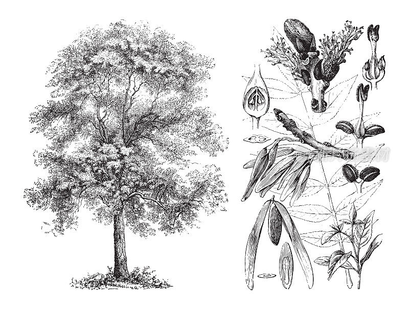 Ash (Fraxinus excelsior) -复古插图